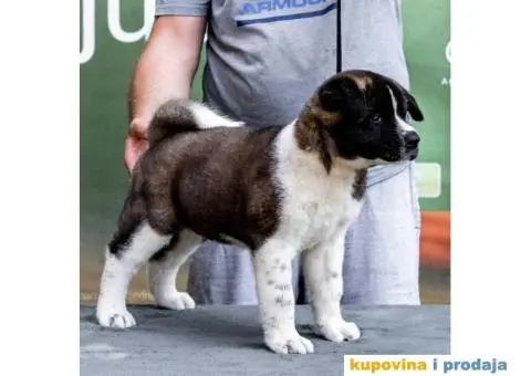 Američka Akita štenci - 8/14