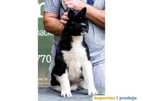 Američka Akita štenci - 9/14