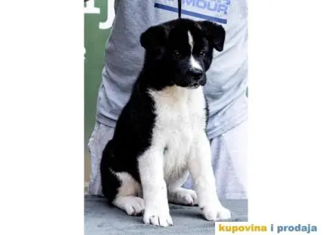 Američka Akita štenci - 12/14
