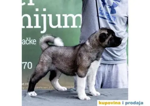 Američka Akita štenci - 14/14