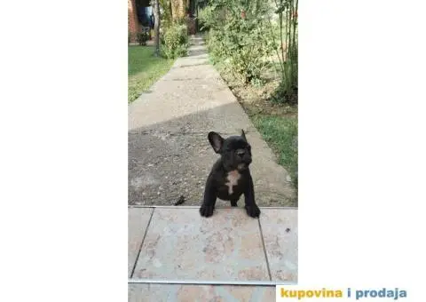 Francuski buldog - 1/3