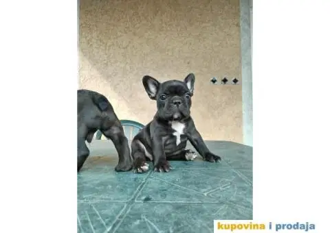 Francuski buldog - 2/3
