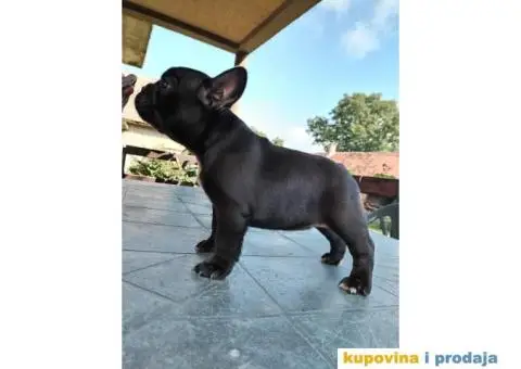 Francuski buldog - 3/3