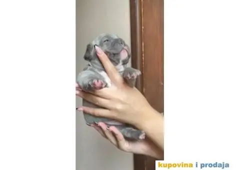 Francuski buldog štene - 1/4