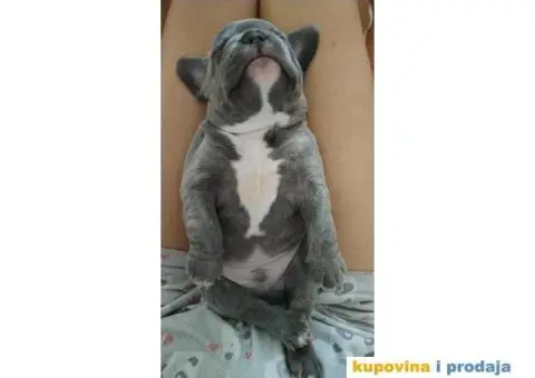 Francuski buldog štene - 2/4