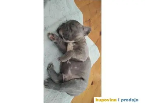 Francuski buldog štene - 3/4