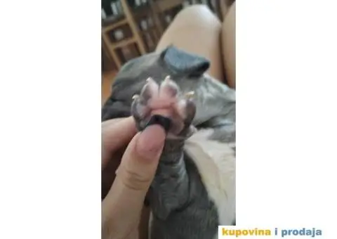 Francuski buldog štene - 4/4