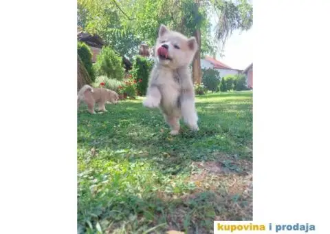 Akita-Inu Japanska štenci - 1/11