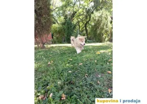 Akita-Inu Japanska štenci - 2/11