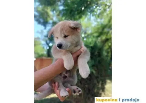 Akita-Inu Japanska štenci - 3/11