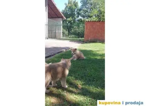 Akita-Inu Japanska štenci - 4/11