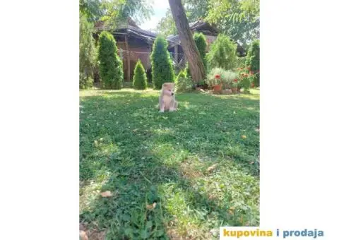 Akita-Inu Japanska štenci - 5/11