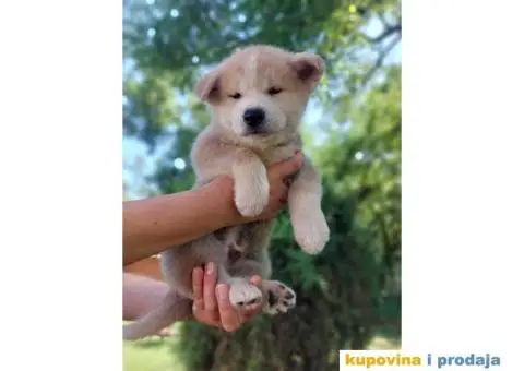 Akita-Inu Japanska štenci - 6/11