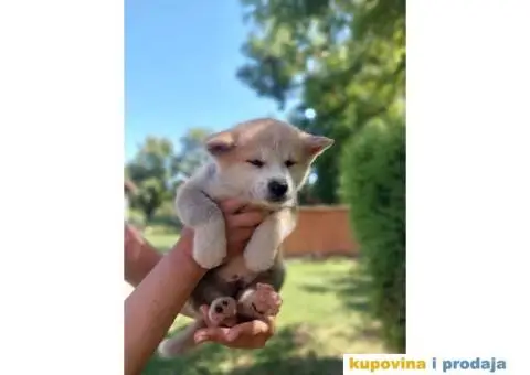 Akita-Inu Japanska štenci - 7/11