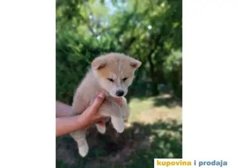 Akita-Inu Japanska štenci - 8/11