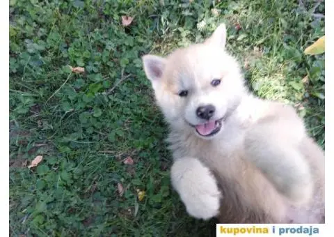 Akita-Inu Japanska štenci - 9/11