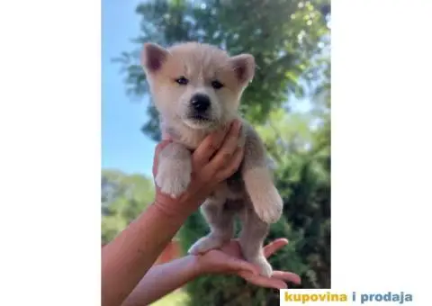 Akita-Inu Japanska štenci - 10/11