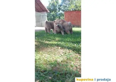 Akita-Inu Japanska štenci - 11/11