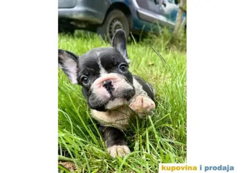 Francuski Buldog štenci - 1/10