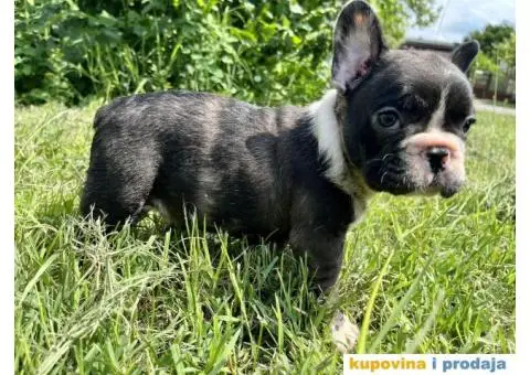 Francuski Buldog štenci - 2/10