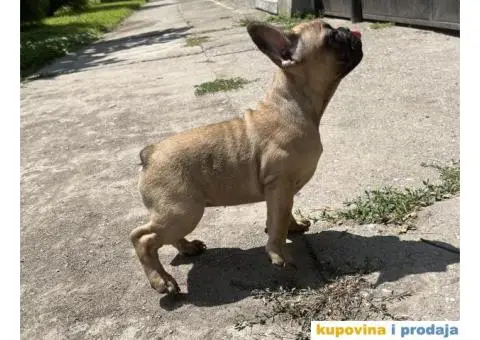 Francuski Buldog štenci - 3/10
