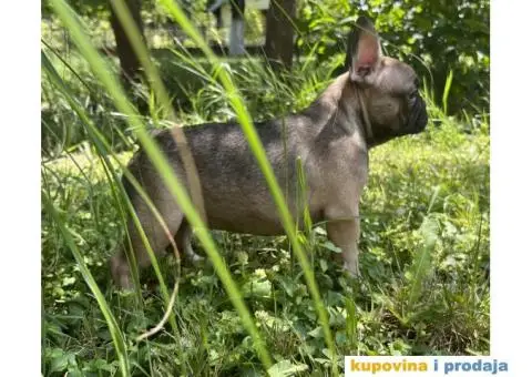 Francuski Buldog štenci - 4/10