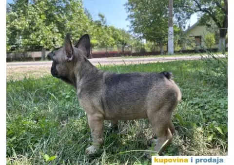 Francuski Buldog štenci - 5/10