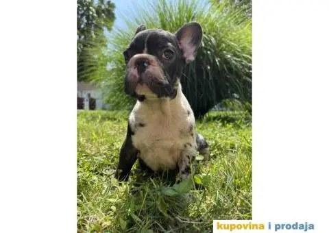 Francuski Buldog štenci - 6/10