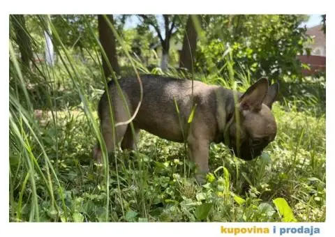 Francuski Buldog štenci - 7/10