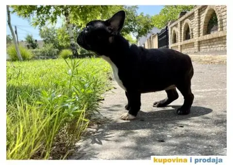 Francuski Buldog štenci - 8/10