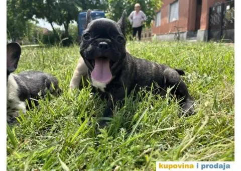 Francuski Buldog štenci - 9/10
