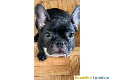 Francuski Buldog štenci - 10/10