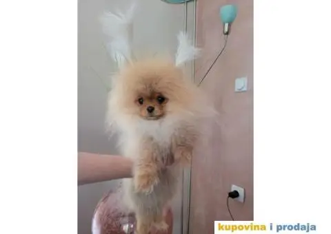 Pomeranac prelepi stenci - 1/9