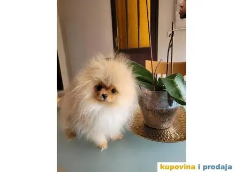 Pomeranac prelepi stenci - 2/9