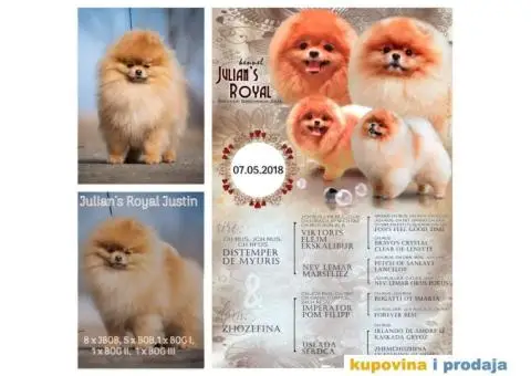 Pomeranac prelepi stenci - 3/9