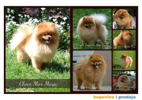 Pomeranac prelepi stenci - 4/9