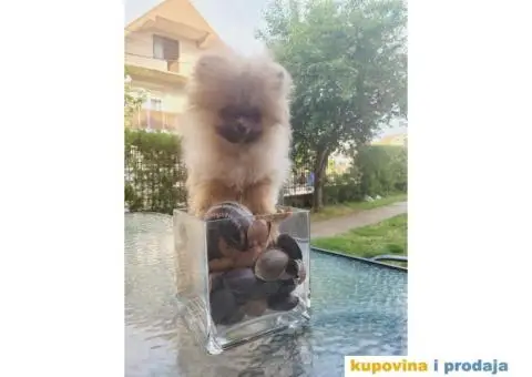 Pomeranac prelepi stenci - 5/9