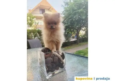 Pomeranac prelepi stenci - 7/9