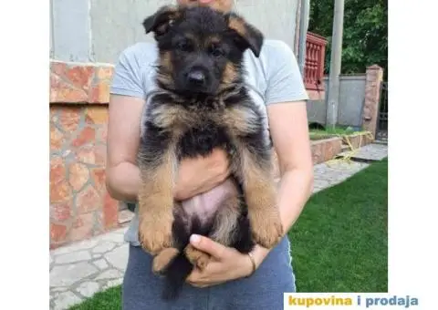 Nemački ovčar TOP PONUDA - 1/8