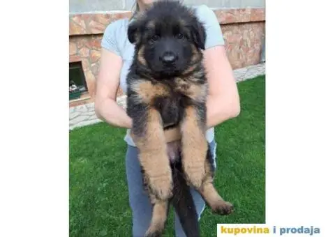 Nemački ovčar TOP PONUDA - 3/8