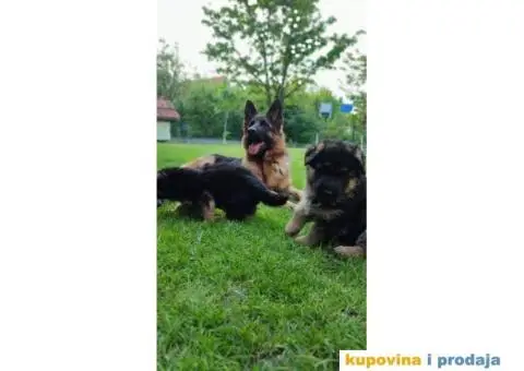 Nemački ovčar TOP PONUDA - 4/8