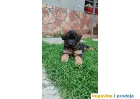 Nemački ovčar TOP PONUDA - 6/8