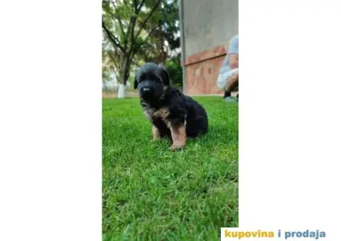 Nemački ovčar TOP PONUDA - 8/8