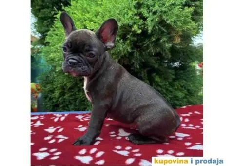 U ponudi francuski buldog star 2,5 m - 1/10