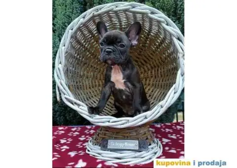 U ponudi francuski buldog star 2,5 m - 2/10