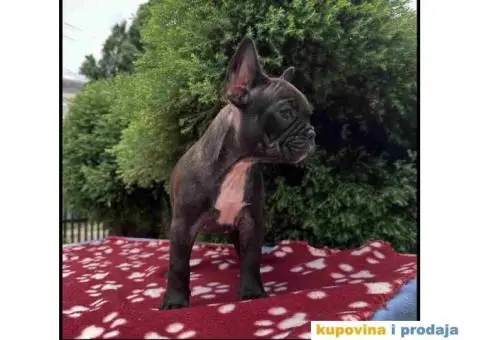 U ponudi francuski buldog star 2,5 m - 3/10