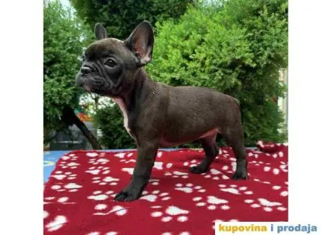 U ponudi francuski buldog star 2,5 m - 4/10
