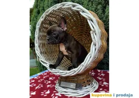U ponudi francuski buldog star 2,5 m - 5/10