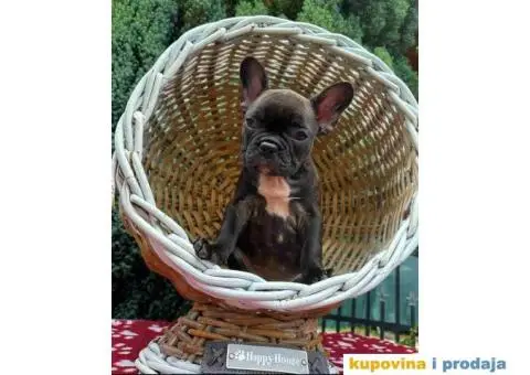 U ponudi francuski buldog star 2,5 m - 6/10