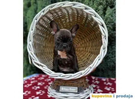 U ponudi francuski buldog star 2,5 m - 7/10